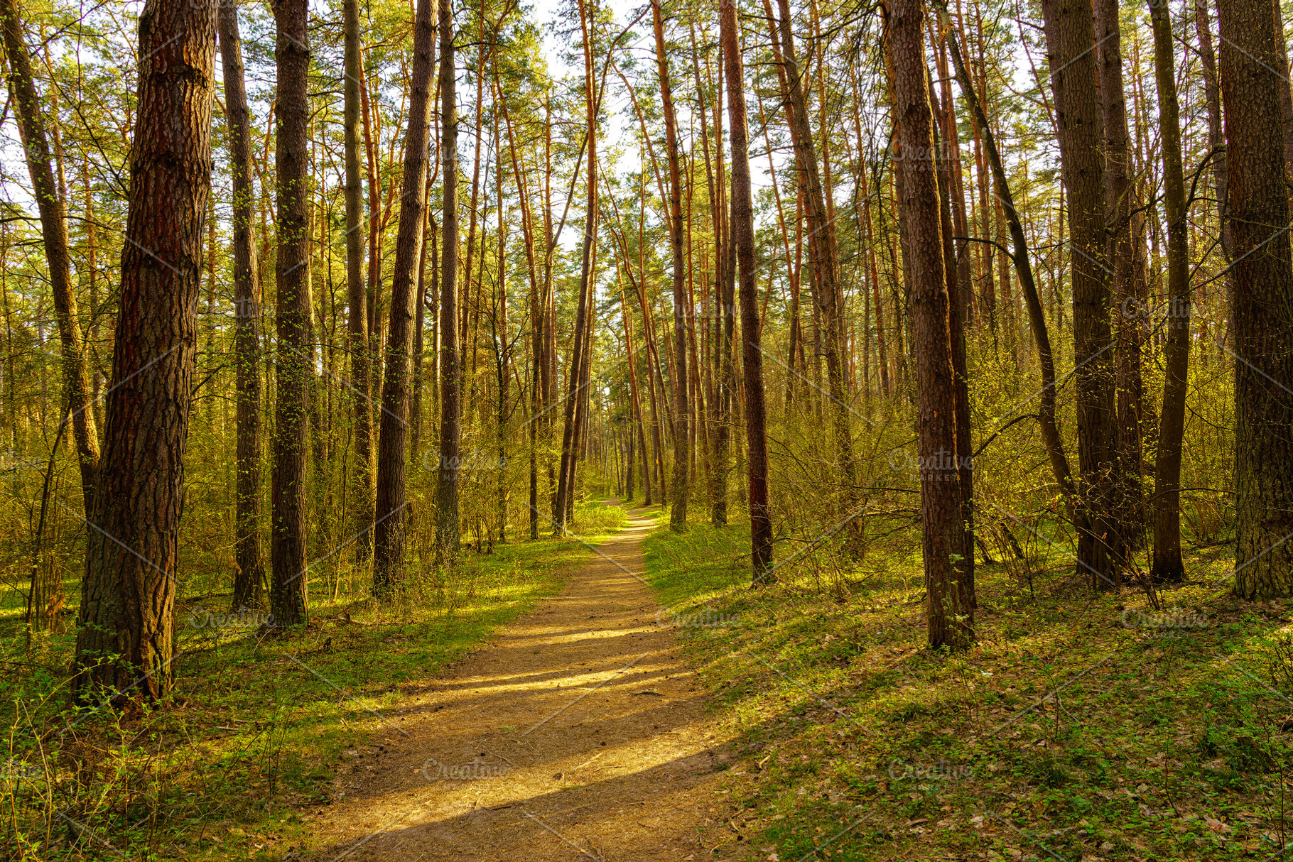 Path leads through a sunlit pine forest. Beautiful nature landscape for tranqui, a Nature Photo by Eugene_Photo