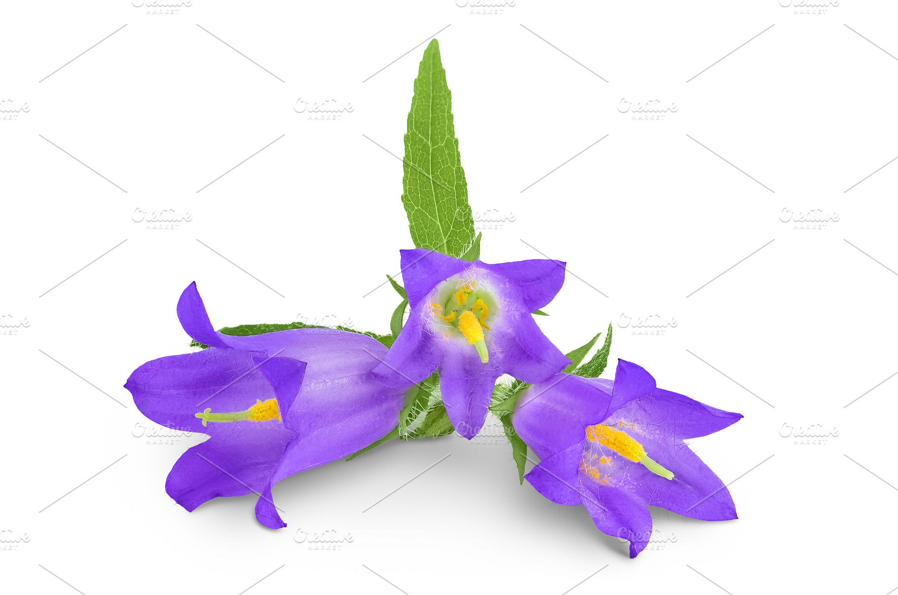 Campanula flower isolated on white, a Nature Photo by NataPhoto