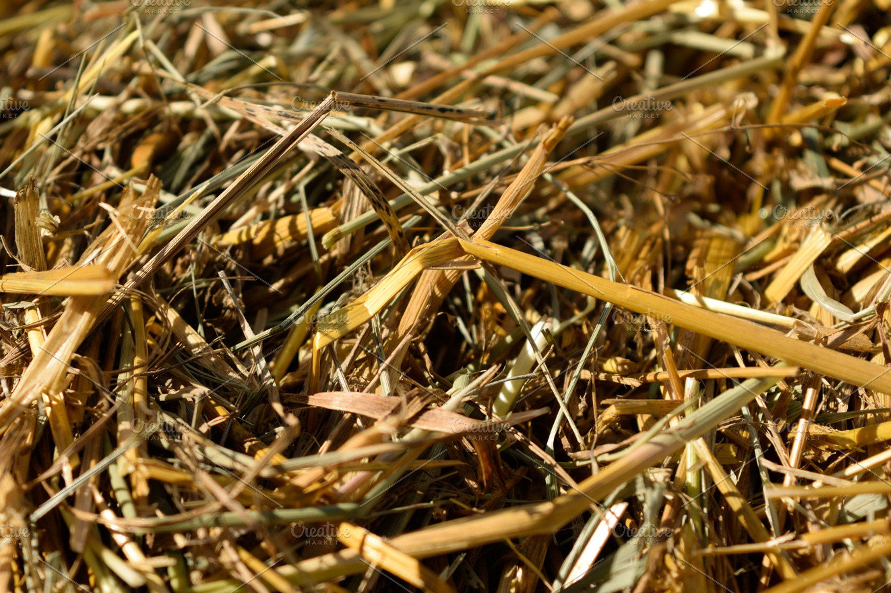 Closeup Detail of Oat Straw, an Abstract Photo by ClubhouseArts ...