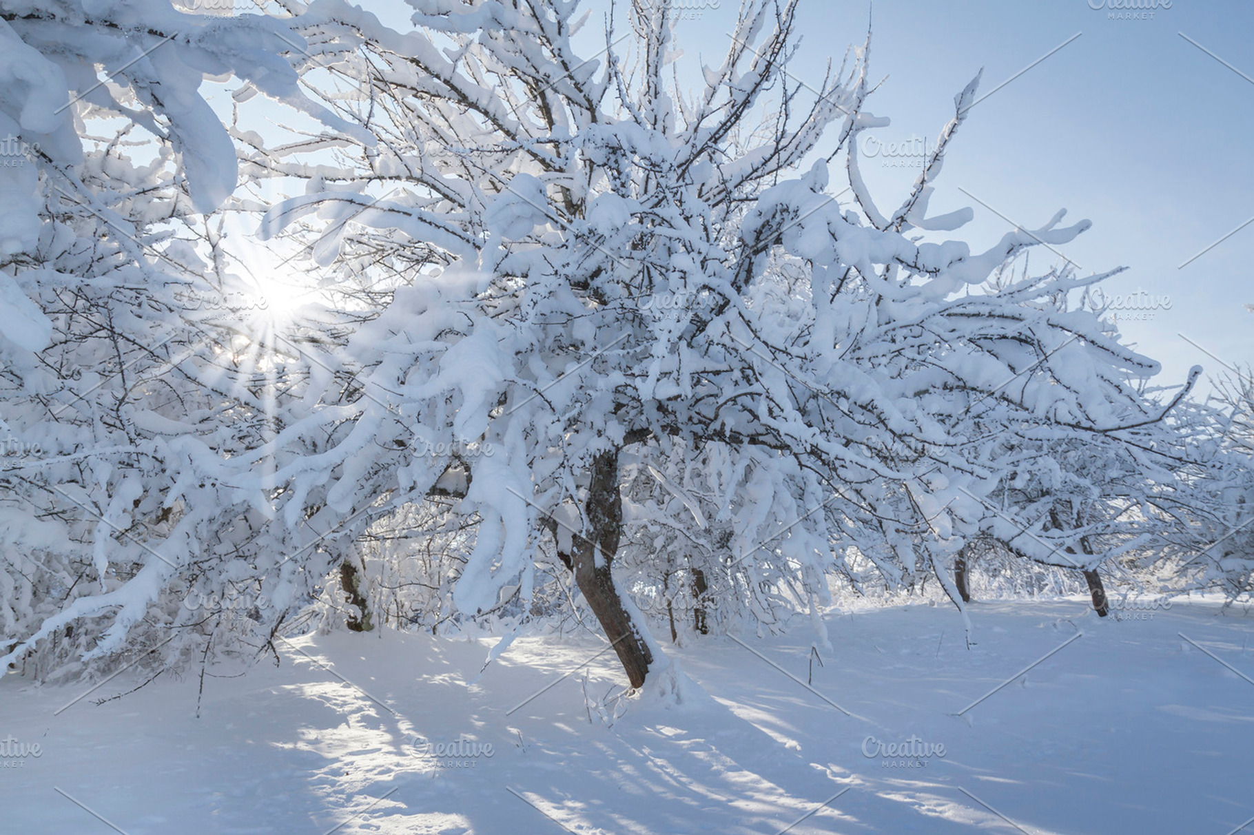 Winter forest stock photo containing winter and garden, a Nature Photo by Vector beauty
