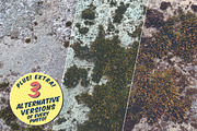 16 Moss Photo Textures preview 3