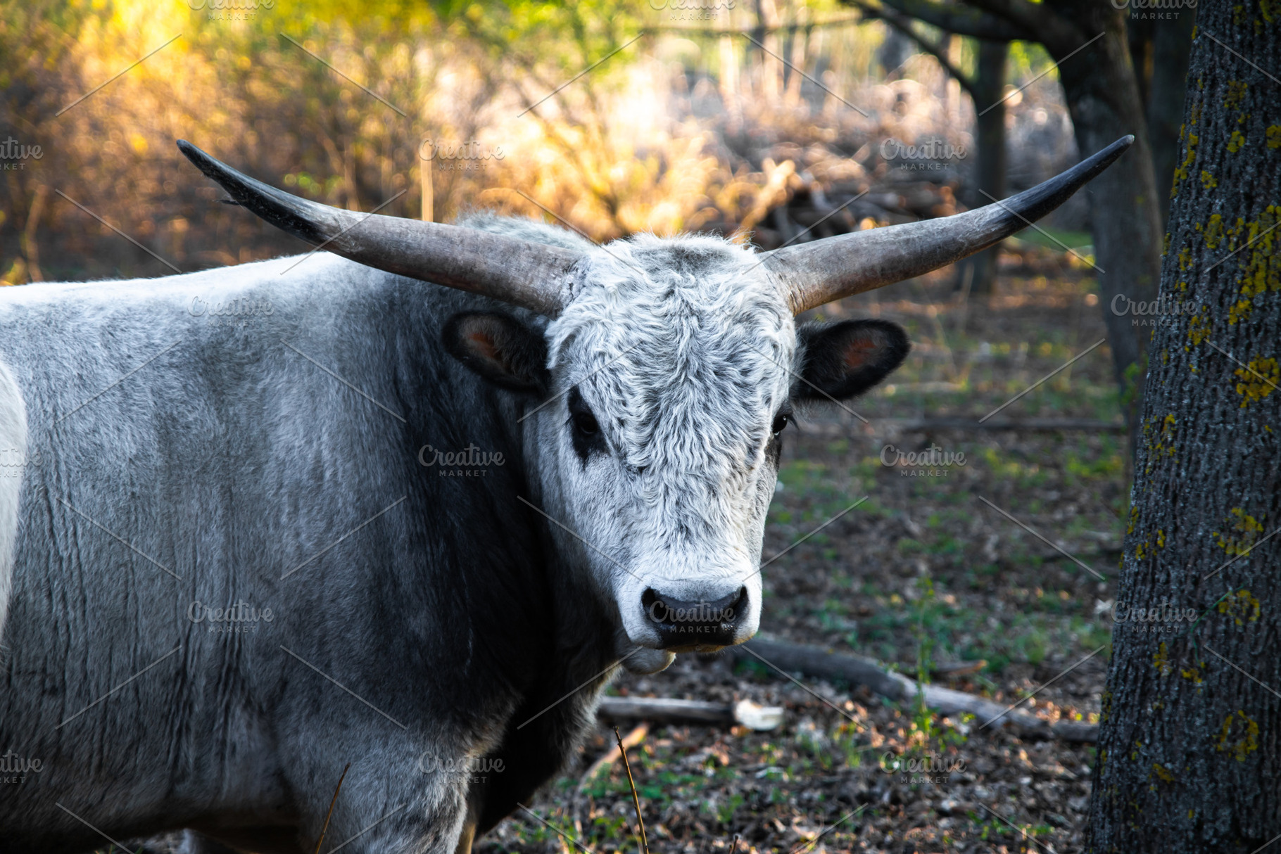 Strong gray bull with curved horns standing in a wooded area, tu, an Animal Photo by Ales Munt