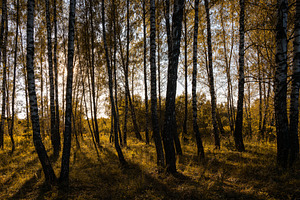Sun setting through birch tree forest. Golden light illuminating autumn landsca, a Nature Photo by Eugene_Photo