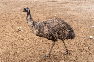 An emu standing on dry ground on Kangaroo Island, Australia, an Animal Photo by GoodGoods