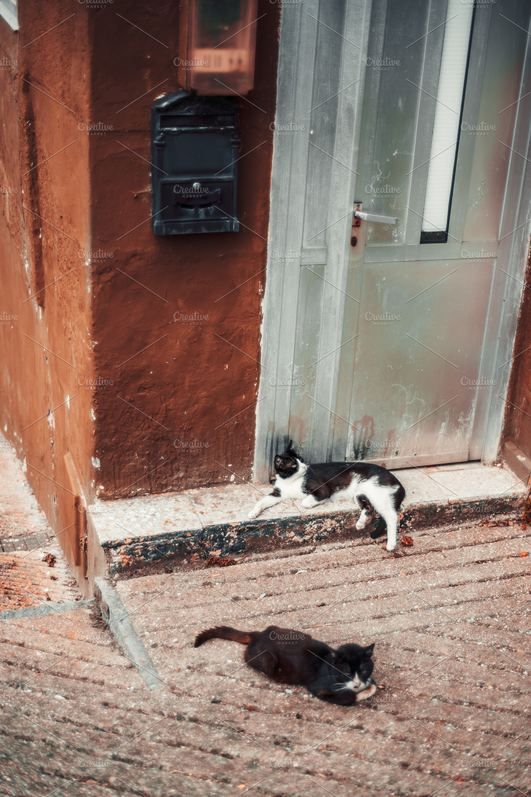 Cats lounging by a door, an Animal Photo by SkyNext