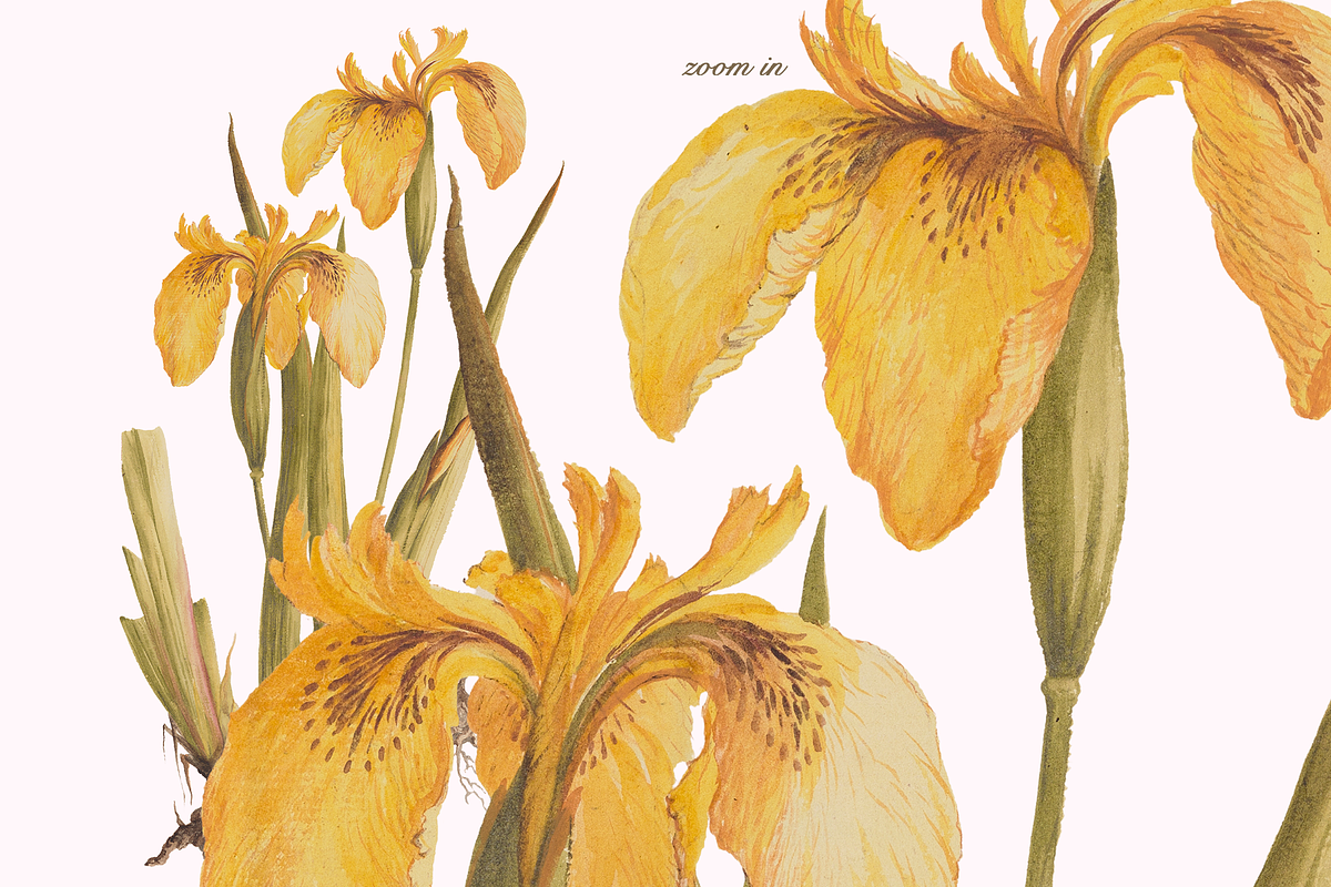 Distribution of English Plants, a Decorative Illustration by Lilithcollageart (Photo 3 of 8)