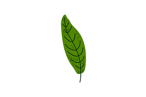 Leaf Of Tropical Tree, Botanical