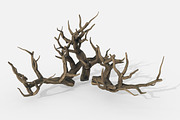 Aquarium Snag Banches V2, an Environmental 3D Model by AndrewWhite (Thumbnail 1 of 8)