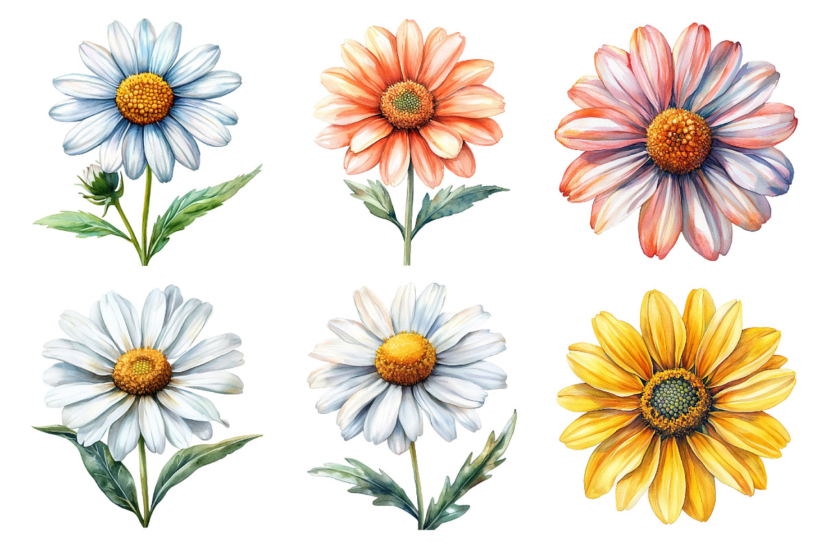 Watercolor Daisy Clipart Bundle, an Illustration by Daily.Designs (Photo 3 of 5)