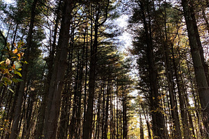 Hiker with a backpack walks a forest trail among tall trees at Garden of the Go, a Nature Photo by AS photostudio