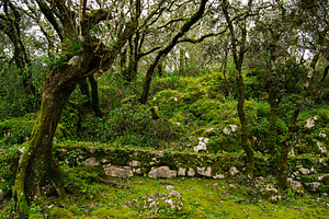 Lush green mossy forest landscape in Fatima, Portugal with stone lined paths, a Photo by AS photostudio