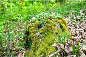 Moss and white flowers in the Palatinate Forest in spring. Germany, a Nature Photo by Leonid Andronov