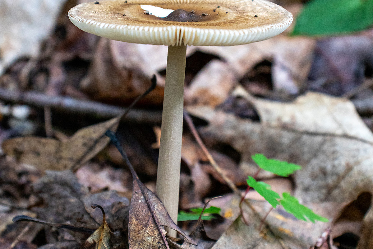 Mushrooms In The Forest Photography, a Nature Photo by Full Circle Design Studio (Photo 37 of 38)