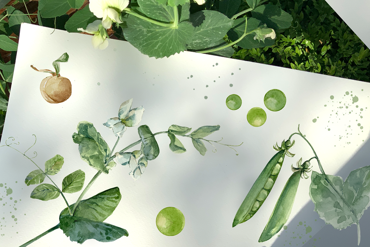 Plant Life Cycle Clip Art and Print, a Decorative Illustration by Tati Bordiu (Photo 2 of 3)