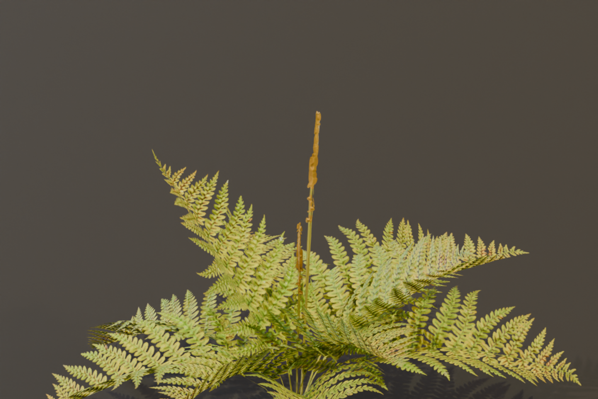 The Cinnamon Fern Bush, a Plants & Tree 3D Model by FuturePastCreatives (Photo 11 of 13)