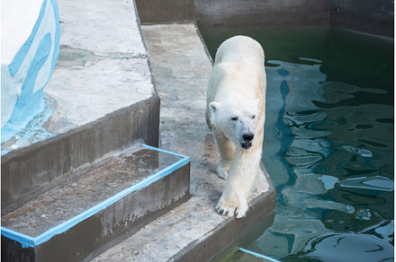 Polar bear in the zoo, an Animal Photo by Jan Jack Russo Media