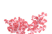 Acropora aasp 1, an Environmental 3D Model by AndrewWhite (Thumbnail 5 of 11)