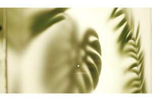 Tropical palm leaves on white wall