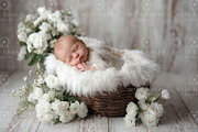 Newborn Basket Digital Backdrop, a Layer Style Add-On by Wild Honey Design Co. (Thumbnail 1 of 2)