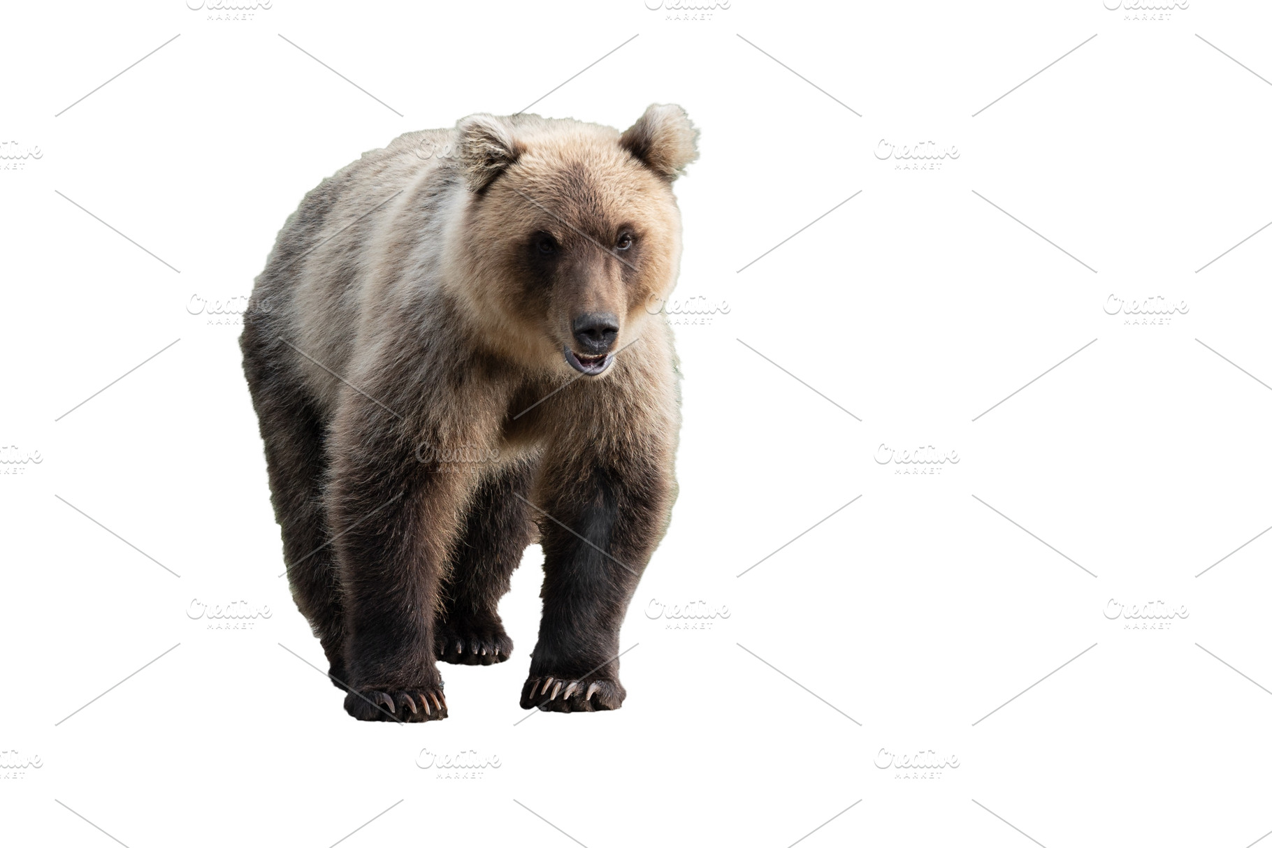 Terrible wild brown bear. Isolated, an Animal Photo by Alexander-Piragis