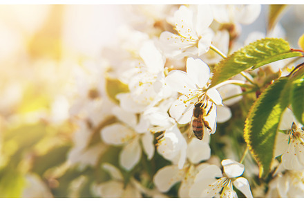Flowering tree branches in spring, a Nature Photo by yanadjana