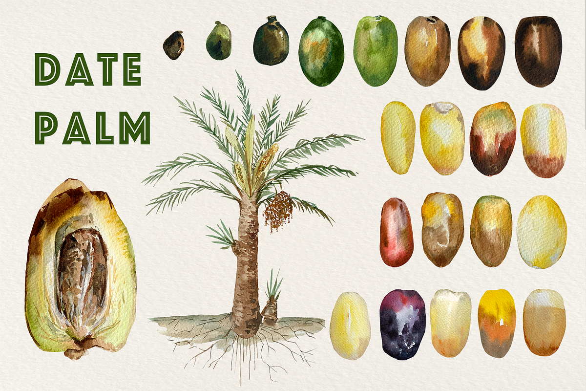 Date Palm - Watercolor Clip Art, an Education Illustration by Tati Bordiu (Photo 1 of 5)