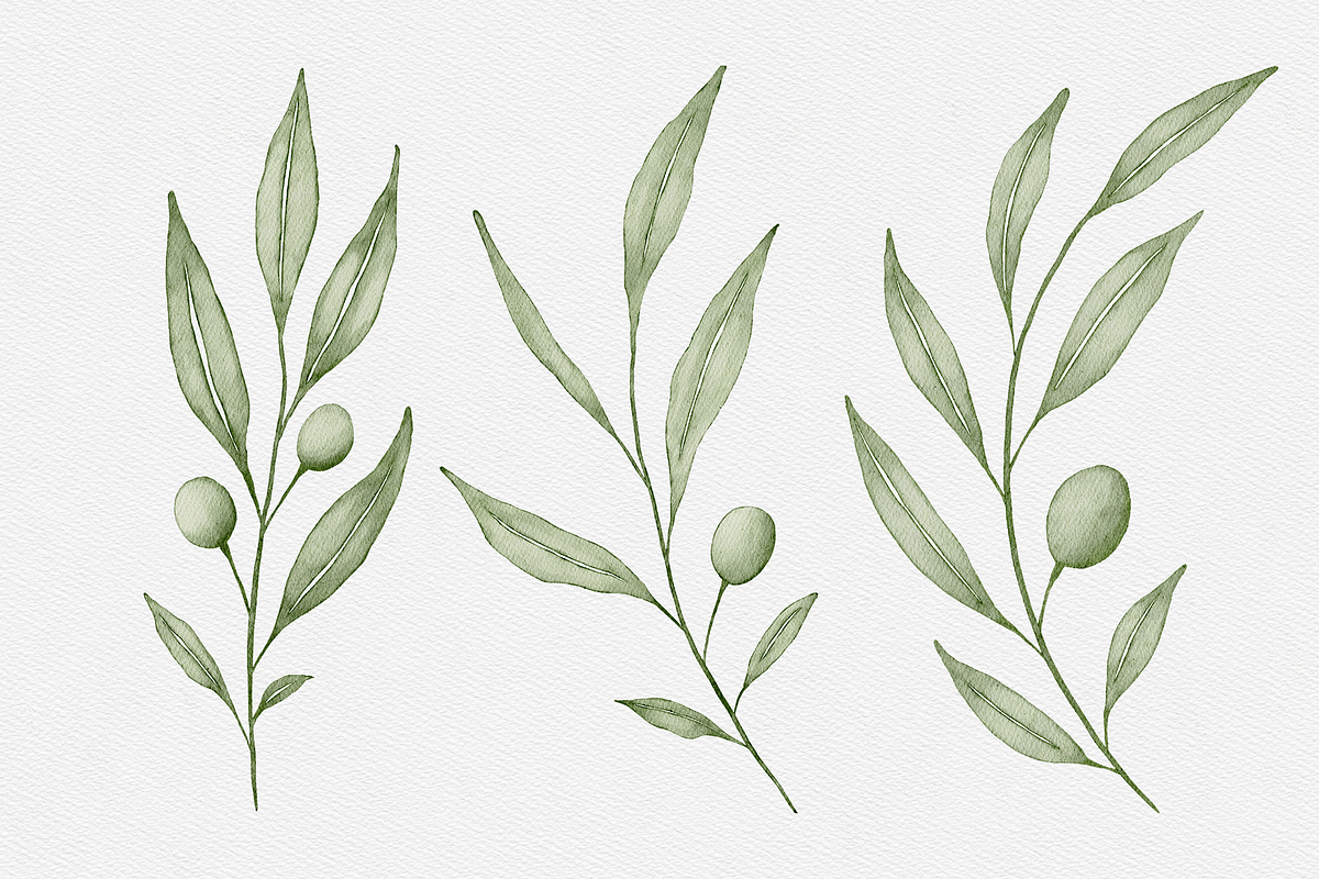 Watercolor Olive Branches Leaves, an Illustration by Creatchees.std (Photo 4 of 13)