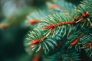Close-up of evergreen tree branches, a Nature Photo by AlyaAnd
