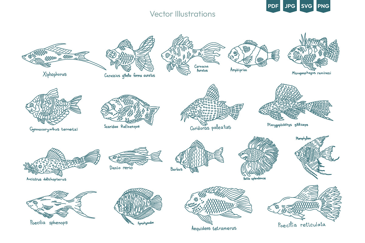 Seafood & Fish Vector Pack, an Animal Illustration by Ilia Design (Photo 3 of 10)