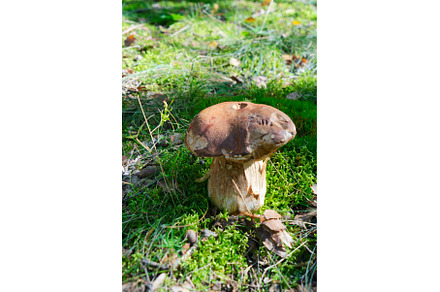 chanterelle mushrooms on wooden, a Food & Drink Photo by Neirfy