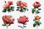 Watercolor Roses Peonies Clip Art, an Illustration by Designworld (Thumbnail 2 of 6)
