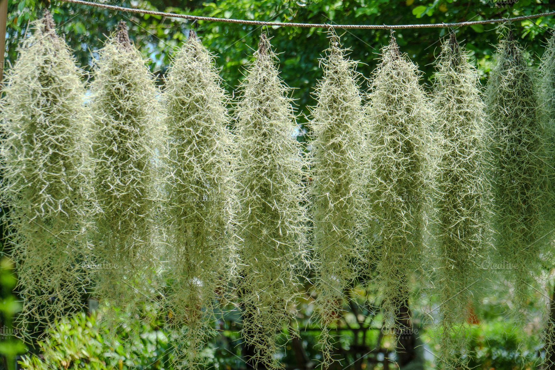 Hanging Spanish moss creates serene, natural atmosphere in garden, a Nature Photo by a454