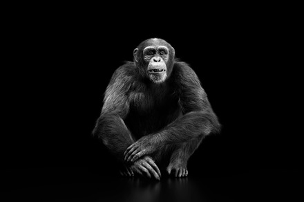 Chimpanzee monkey portrait.