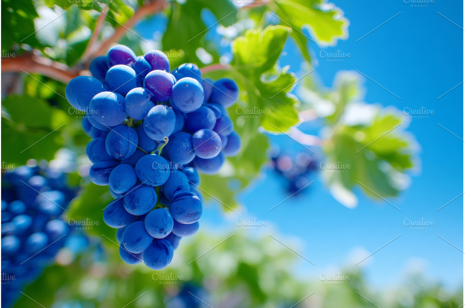 Green foliage in the vineyard, a Food & Drink Photo by ZinetroN