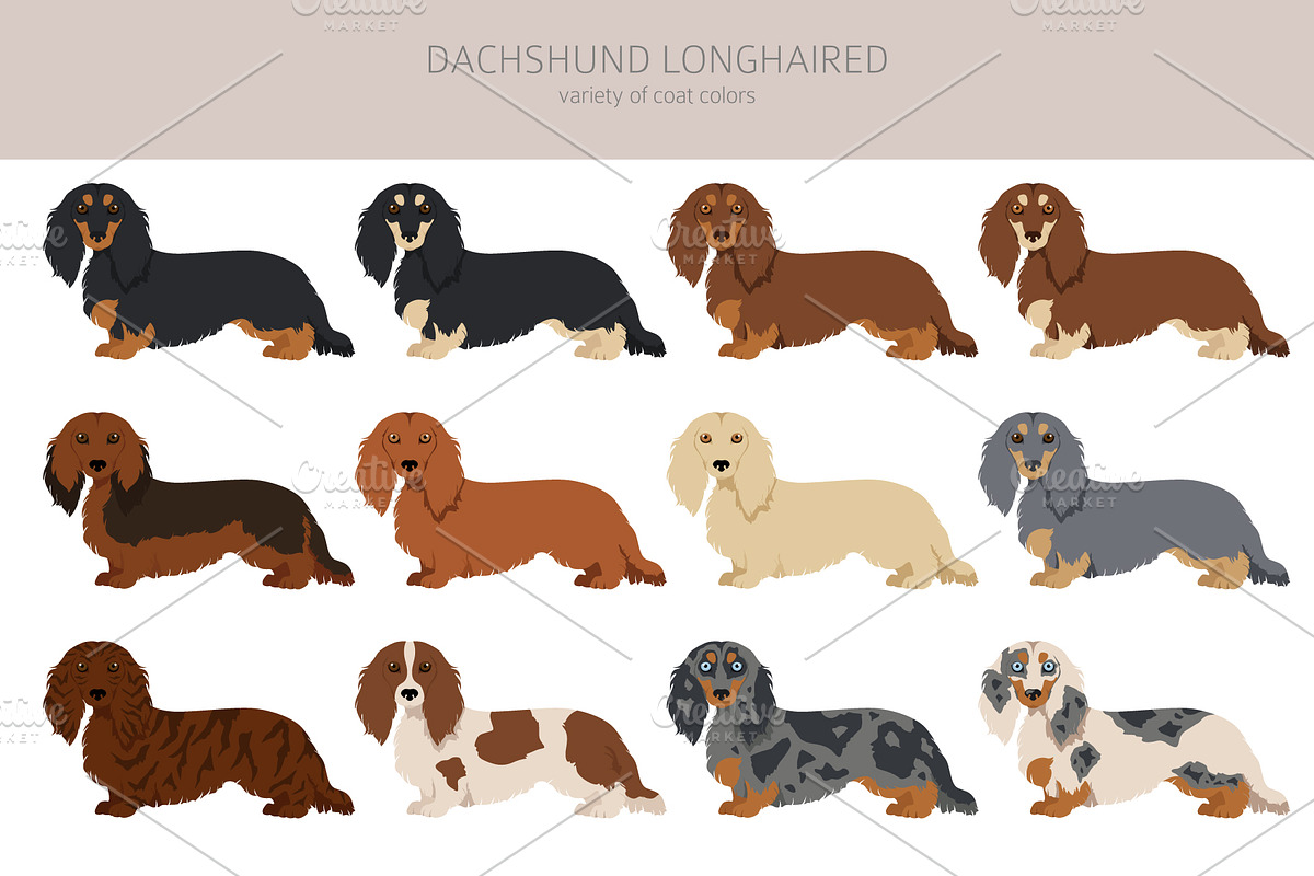 Dachshund longhaired clipart, an Animal Illustration by pet design shop (Photo 4 of 10)