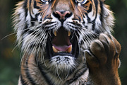 236 surprised animals, an Animal Photo by Handmadefont (Thumbnail 151 of 241)