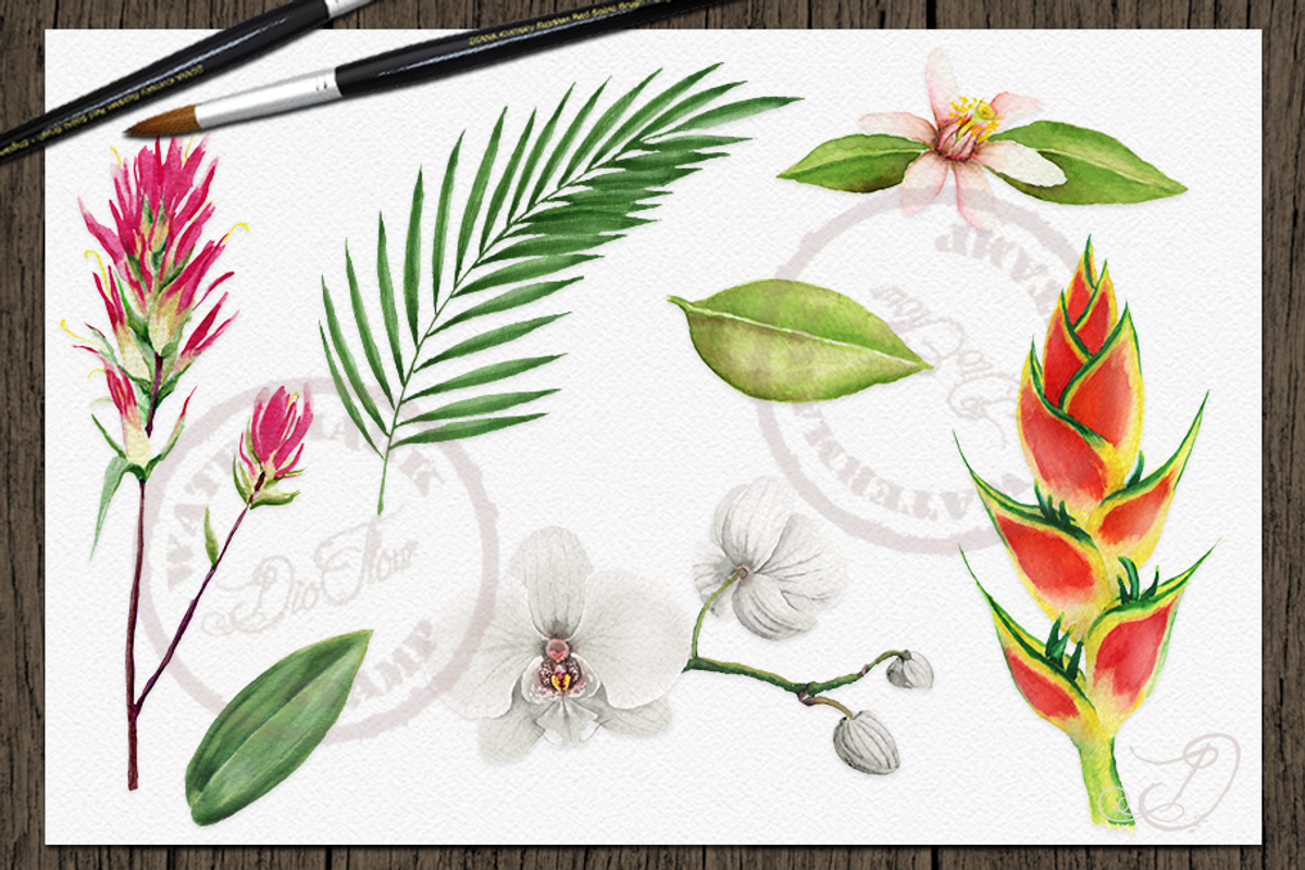 Tropical Big Pack Watercolor Clip, a Decorative Illustration by DioFlow (Photo 12 of 26)
