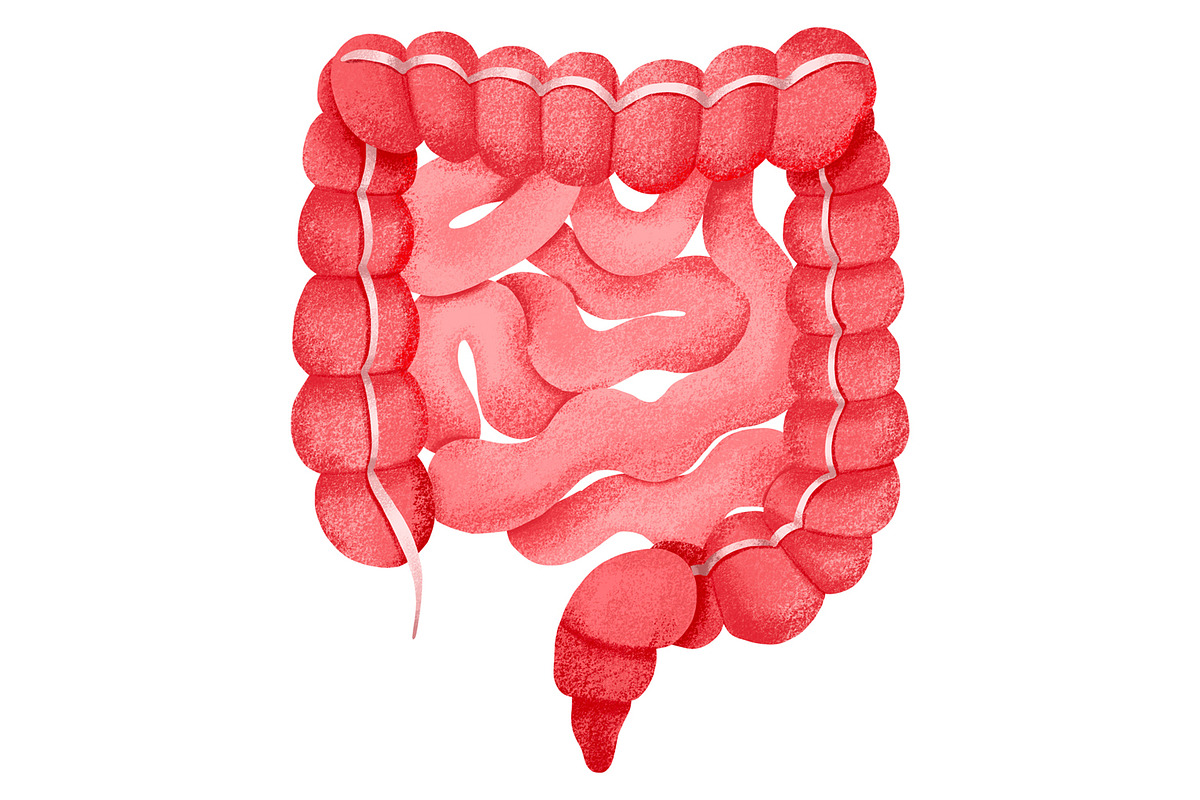 Human Internal Organs Clipart, a Healthcare Illustration by the_myro (Photo 8 of 11)