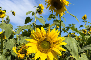 Sunflowers And Blue Sky