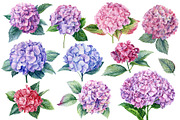 Delicate flowers, a Decorative Illustration by Hanna Hryharenka (Thumbnail 5 of 13)