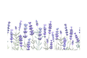 Lavender flowers border seamless, an Object Illustration by Toltemara