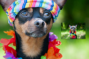 15 Dog Styled Photos, an Animal Photo by WildStrawberry Magic (Thumbnail 7 of 11)