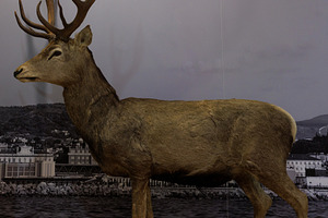 Deer taxidermy, Civic Museum of Natural History of Trieste, a Photo by Bepslabor