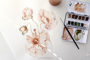 Icelandic Poppies watercolor flowers, an Illustration by Angele Kamp (Thumbnail 6 of 9)
