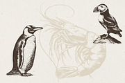 340 Sea Creatures illustrations, an Animal Illustration by Nocturnal Wolf (Thumbnail 5 of 15)