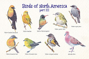 Birds of North America part 3, an Animal Illustration by Art & Things (Thumbnail 3 of 8)