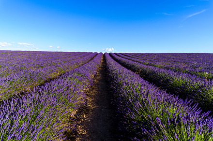 Purple Lavender Fields. Summer sunset landscape in Brihuega, a Nature Photo by Architect´s eye