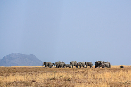 Elephant family