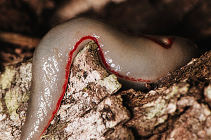 Red Triangle Slug, an Animal Photo by Rob D Animal Photography