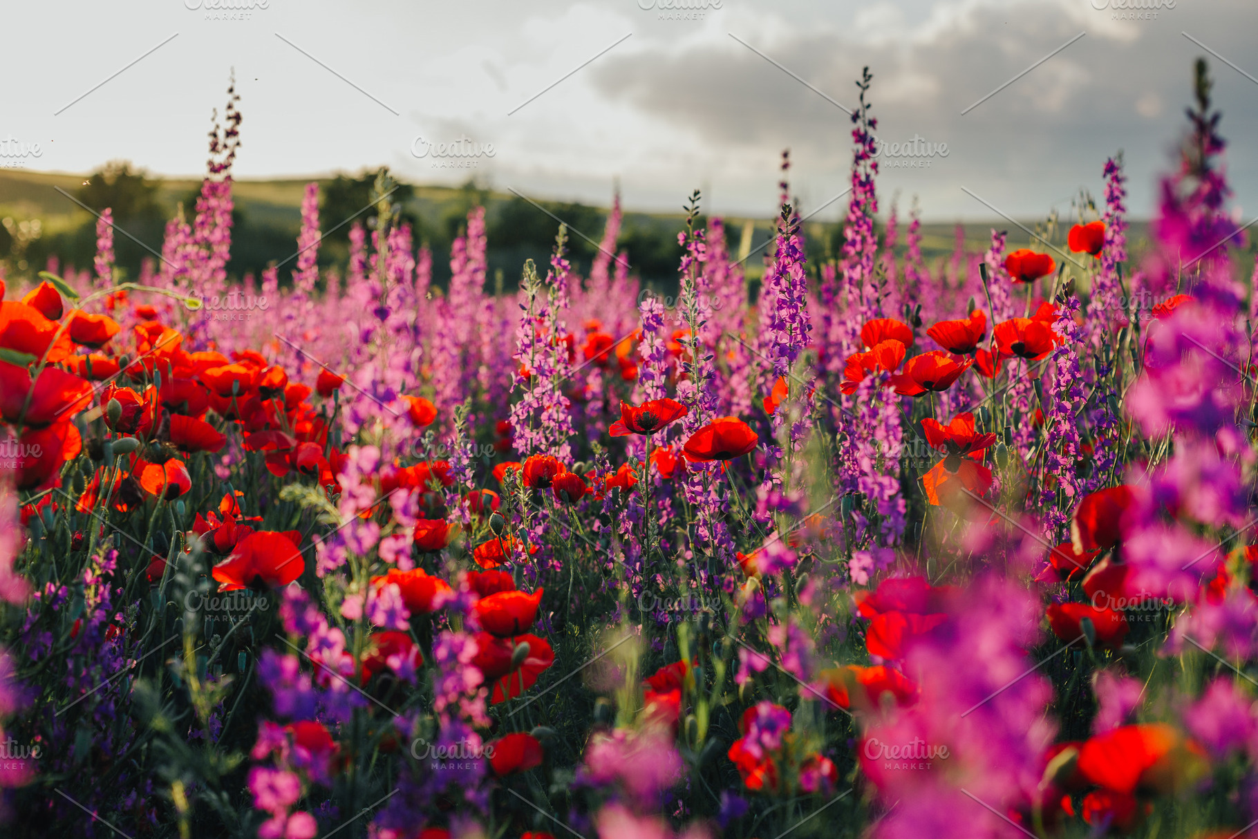 Poppy and delphinium field stock photo containing poppy and poppies, a Nature Photo by Fargana